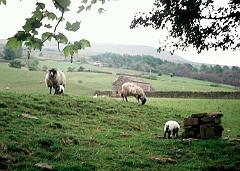 1974 UK Yorkshire Dales 030